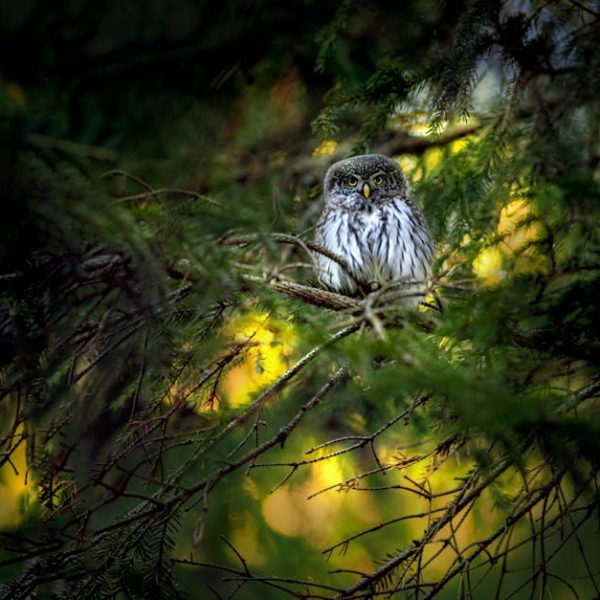 A small owl perched on a branch amid dense green foliage with sunlight filtering through the trees in the background.