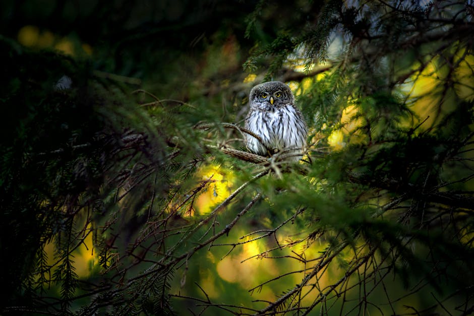A small owl perched on a branch amid dense green foliage with sunlight filtering through the trees in the background.