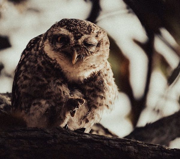 A brown and white owl perches on a tree branch, facing the camera and winking one eye.