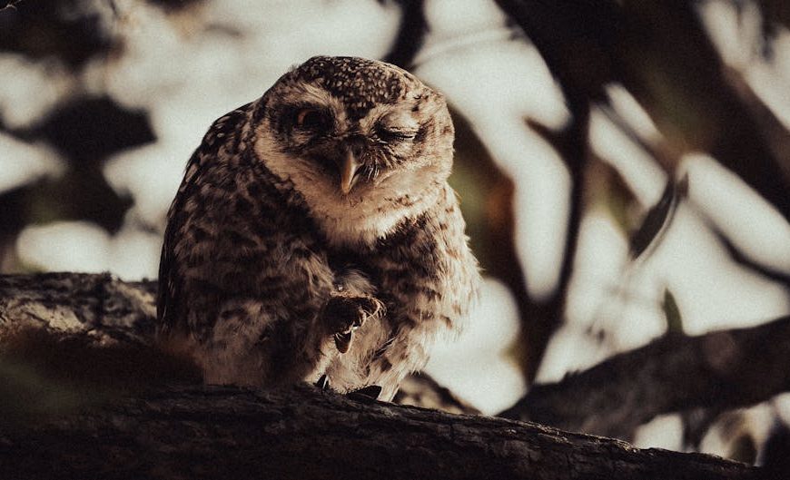 A brown and white owl perches on a tree branch, facing the camera and winking one eye.