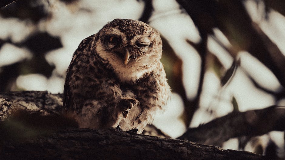 A brown and white owl perches on a tree branch, facing the camera and winking one eye.