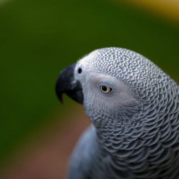Close-up of an African Grey parrot with detailed feathers, a black beak, and a light eye, against a blurred green and brown background.