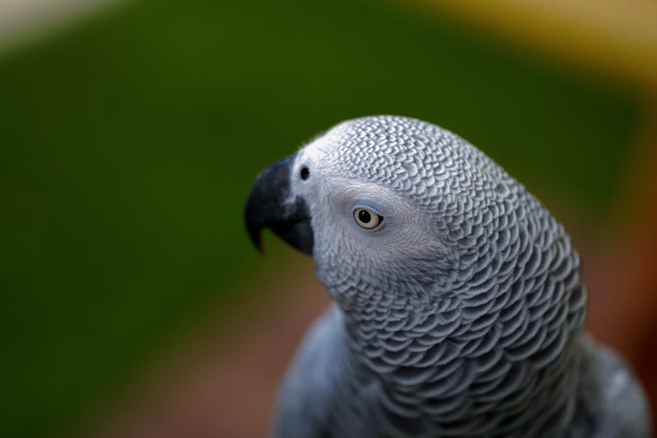 Close-up of an African Grey parrot with detailed feathers, a black beak, and a light eye, against a blurred green and brown background.