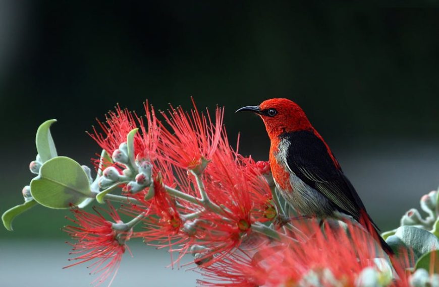 A small bird with bright red and black plumage perches on a branch with red spiky flowers against a dark blurred background.