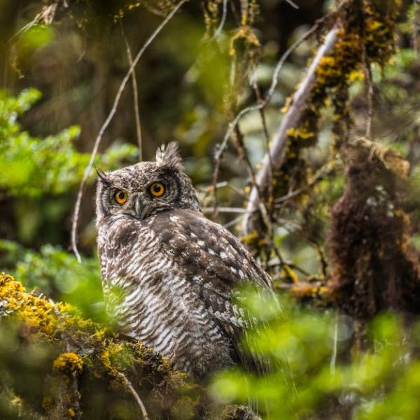 A brown and white owl with yellow eyes sits on a mossy branch surrounded by dense green foliage in a forest.