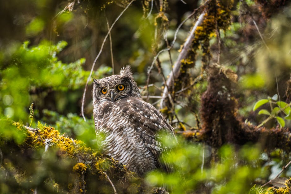 A brown and white owl with yellow eyes sits on a mossy branch surrounded by dense green foliage in a forest.