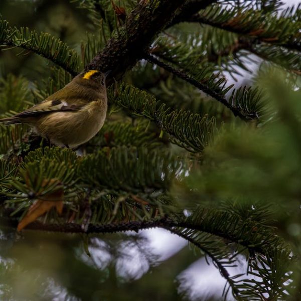 A small bird with a yellow stripe on its head is perched on a pine tree branch among green needles.