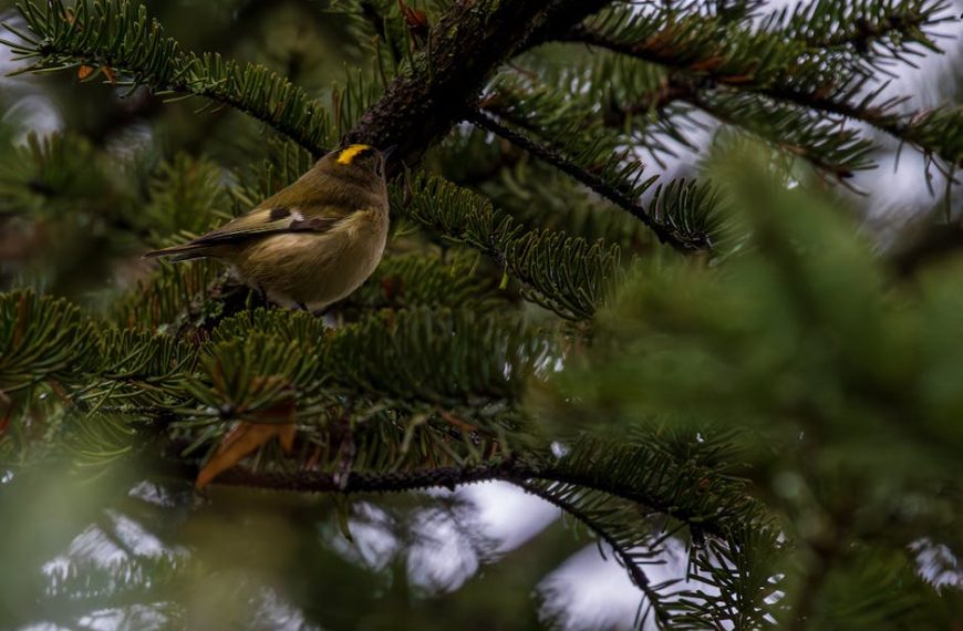 A small bird with a yellow stripe on its head is perched on a pine tree branch among green needles.
