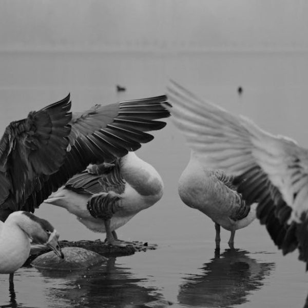 A group of geese stand in shallow water, with some spreading their wings. The image is in black and white.