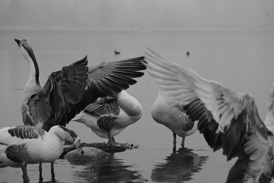 A group of geese stand in shallow water, with some spreading their wings. The image is in black and white.