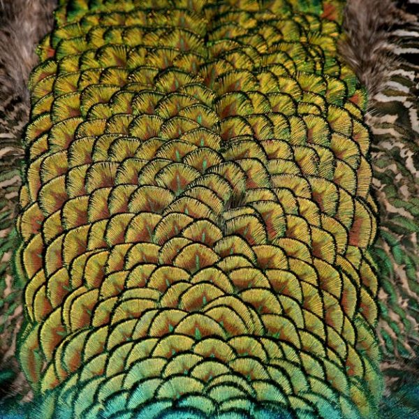 Close-up of a peacock’s back displaying layered, iridescent green and yellow feathers with intricate, scale-like patterns and surrounding black and white plumage.