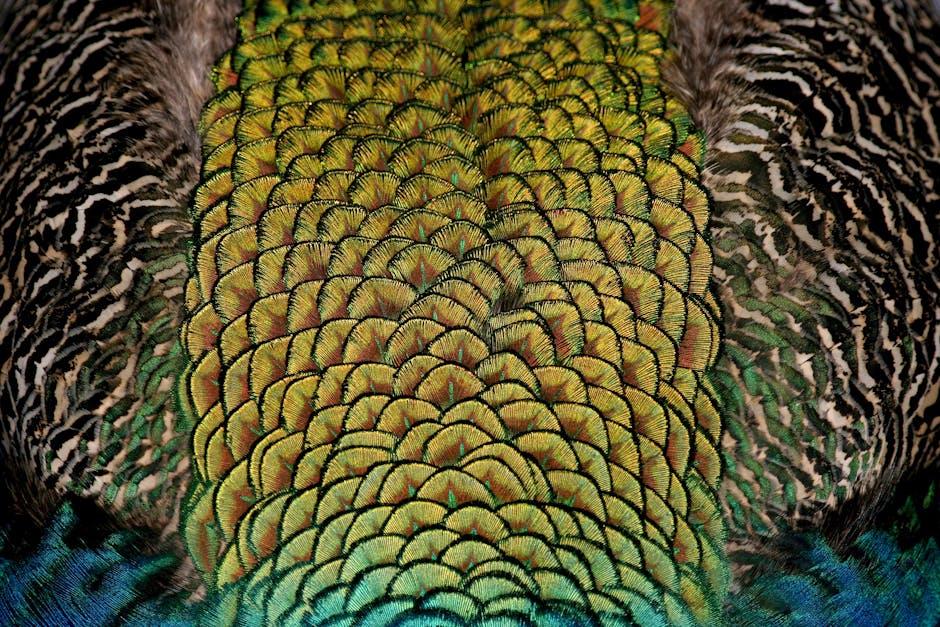 Close-up of a peacock’s back displaying layered, iridescent green and yellow feathers with intricate, scale-like patterns and surrounding black and white plumage.