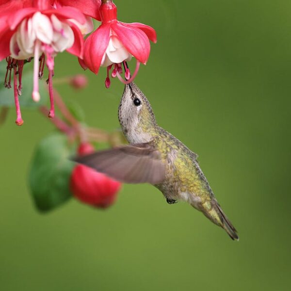 A hummingbird hovers and drinks nectar from a pink and white flower against a blurred green background.