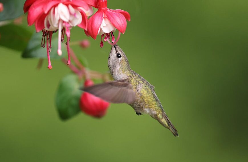 A hummingbird hovers and drinks nectar from a pink and white flower against a blurred green background.