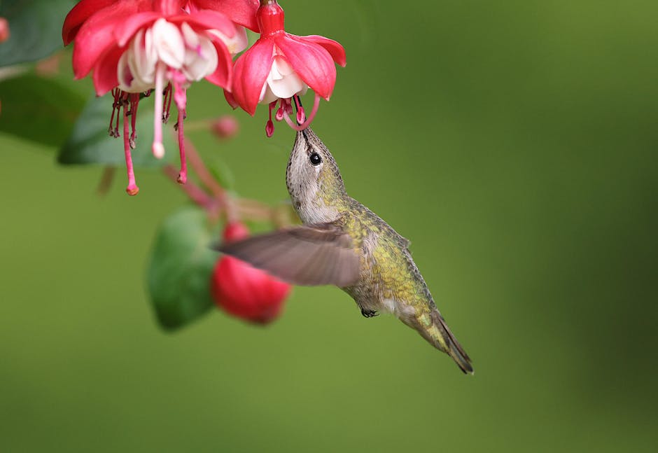 A hummingbird hovers and drinks nectar from a pink and white flower against a blurred green background.