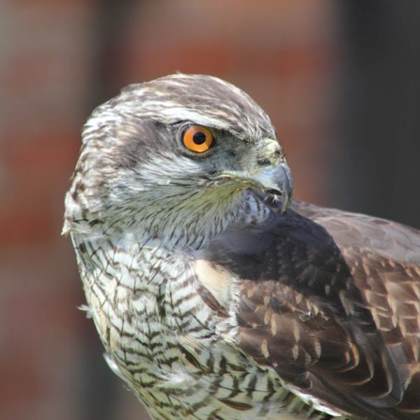 Close-up of a hawk with brown and white feathers and a bright orange eye, looking to the right against a blurred background.