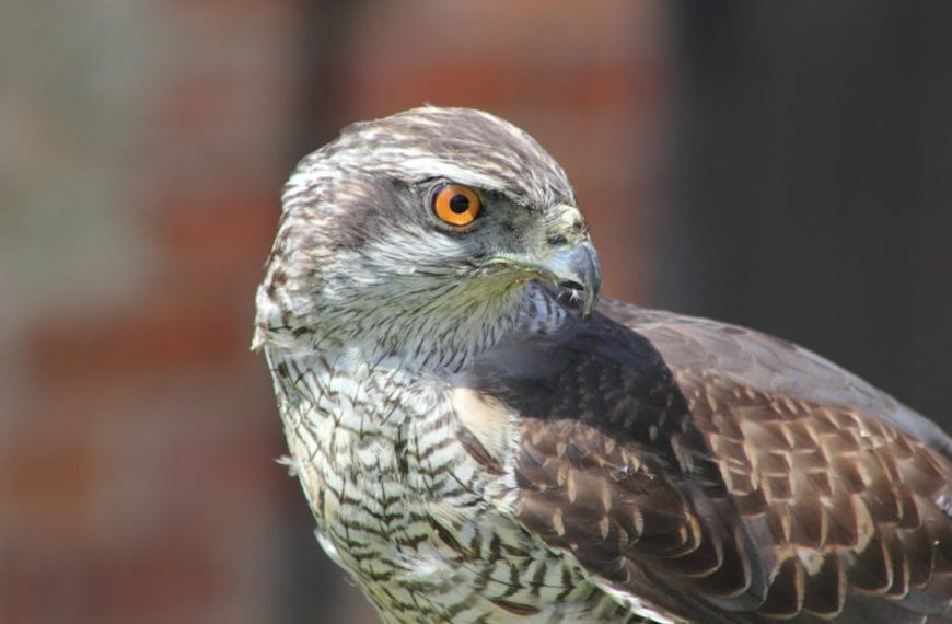 Close-up of a hawk with brown and white feathers and a bright orange eye, looking to the right against a blurred background.