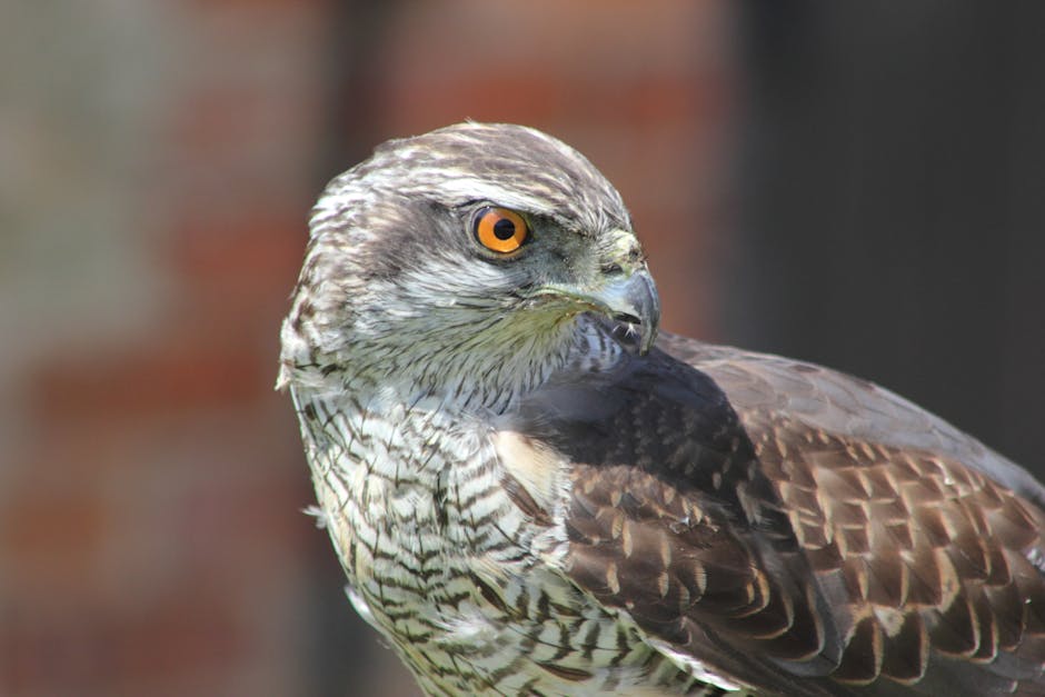 Close-up of a hawk with brown and white feathers and a bright orange eye, looking to the right against a blurred background.