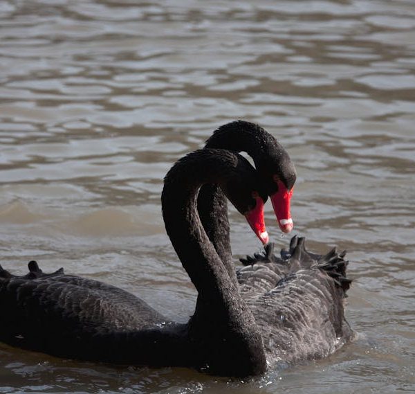 Two black swans with red beaks are close together on the water, with their heads bent toward each other.