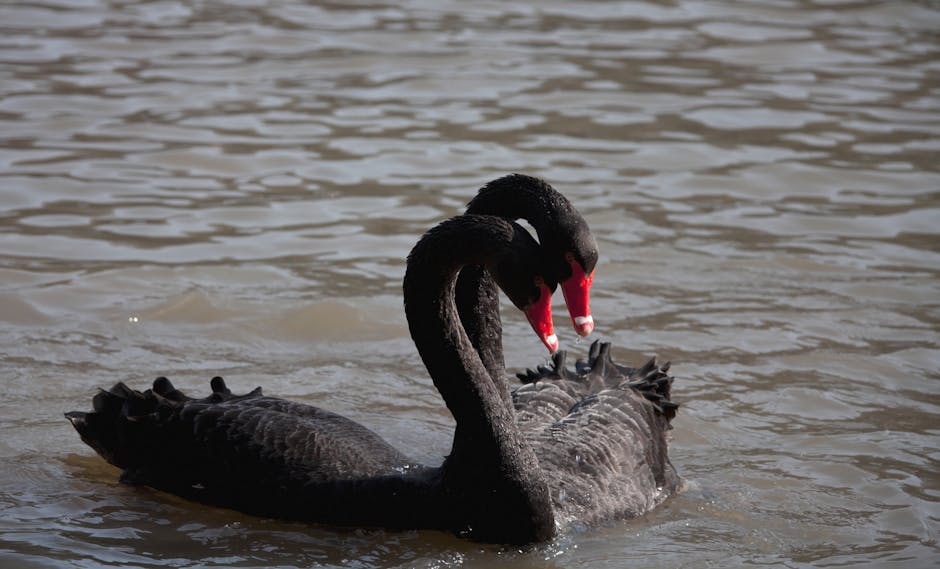 Two black swans with red beaks are close together on the water, with their heads bent toward each other.