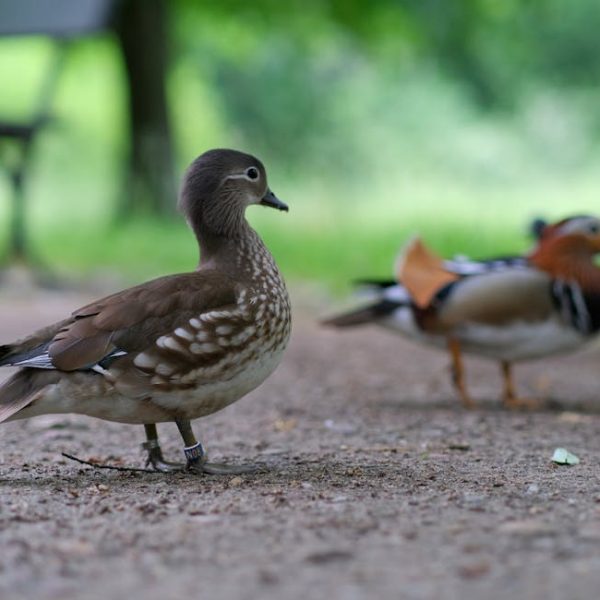 A brown and white duck stands on a dirt path with another duck, blurred, in the background. A bench and green foliage are also visible.