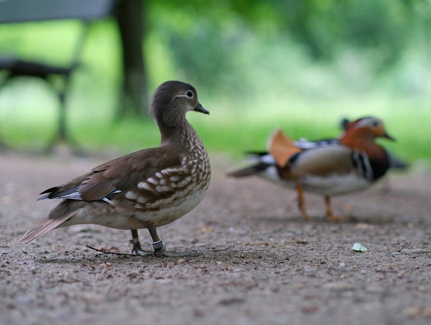 A brown and white duck stands on a dirt path with another duck, blurred, in the background. A bench and green foliage are also visible.