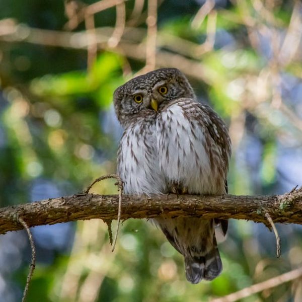 A small owl with mottled brown and white feathers perches on a tree branch, surrounded by blurred green foliage.