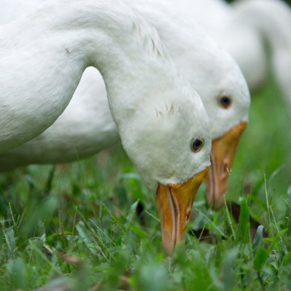 Three white geese are seen close up, feeding on green grass outdoors.