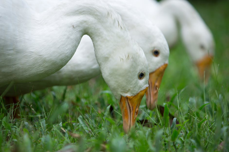 Three white geese are seen close up, feeding on green grass outdoors.