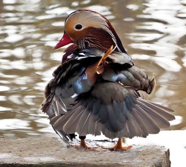 A Mandarin duck stands on a stone ledge by the water, preening its feathers with its beak.