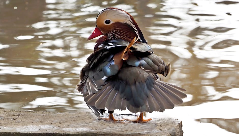 A Mandarin duck stands on a stone ledge by the water, preening its feathers with its beak.