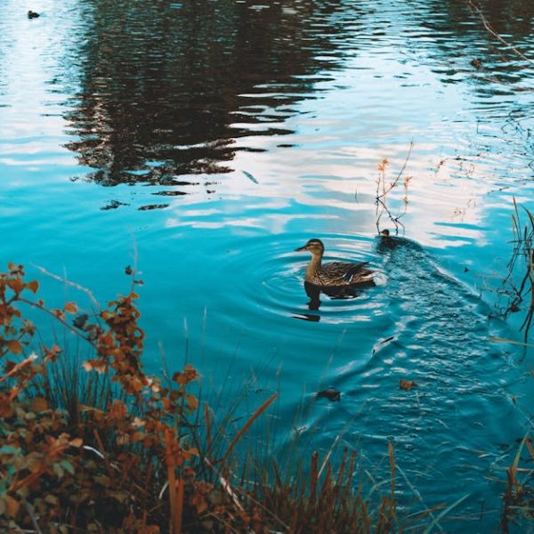 A duck swims in a pond surrounded by aquatic plants and shrubs, with reflections of trees and sky visible on the water's surface.