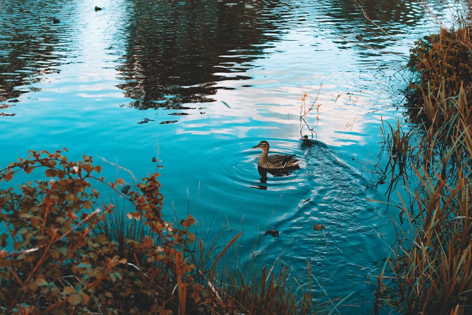A duck swims in a pond surrounded by aquatic plants and shrubs, with reflections of trees and sky visible on the water's surface.