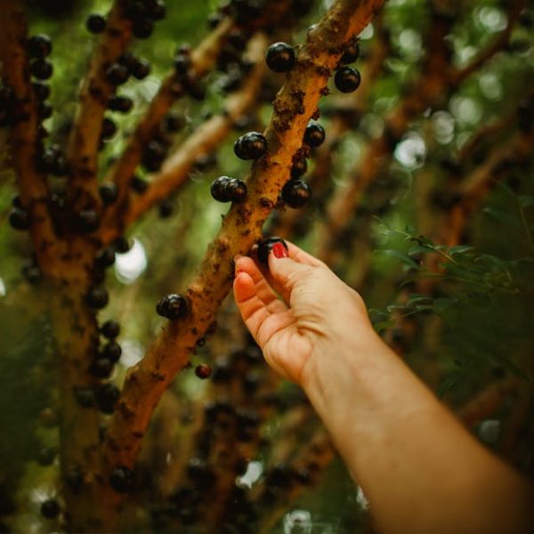 A person’s hand picking a dark purple fruit from the trunk of a tree covered in similar fruits in an outdoor setting.