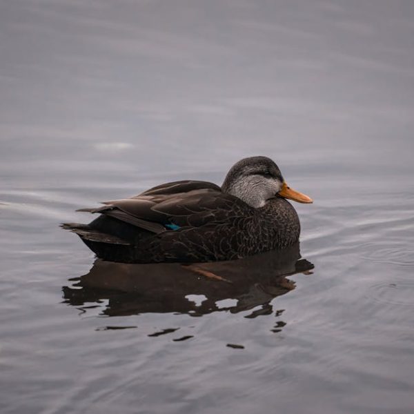 A dark-feathered duck with an orange bill floats on calm, grey water.