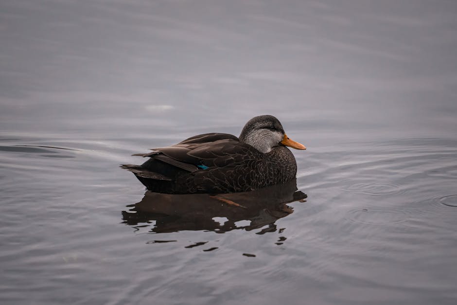 A dark-feathered duck with an orange bill floats on calm, grey water.