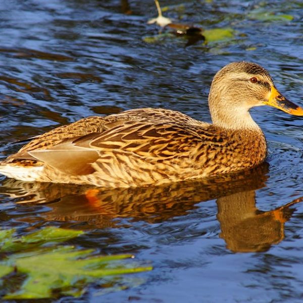 A brown mallard duck swims on clear blue water with green aquatic plants visible nearby.