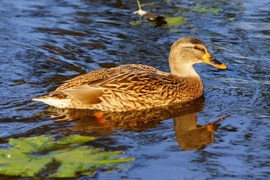 A brown mallard duck swims on clear blue water with green aquatic plants visible nearby.
