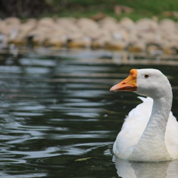 A white goose with an orange beak swims in a pond, with rocks and grass visible in the background.