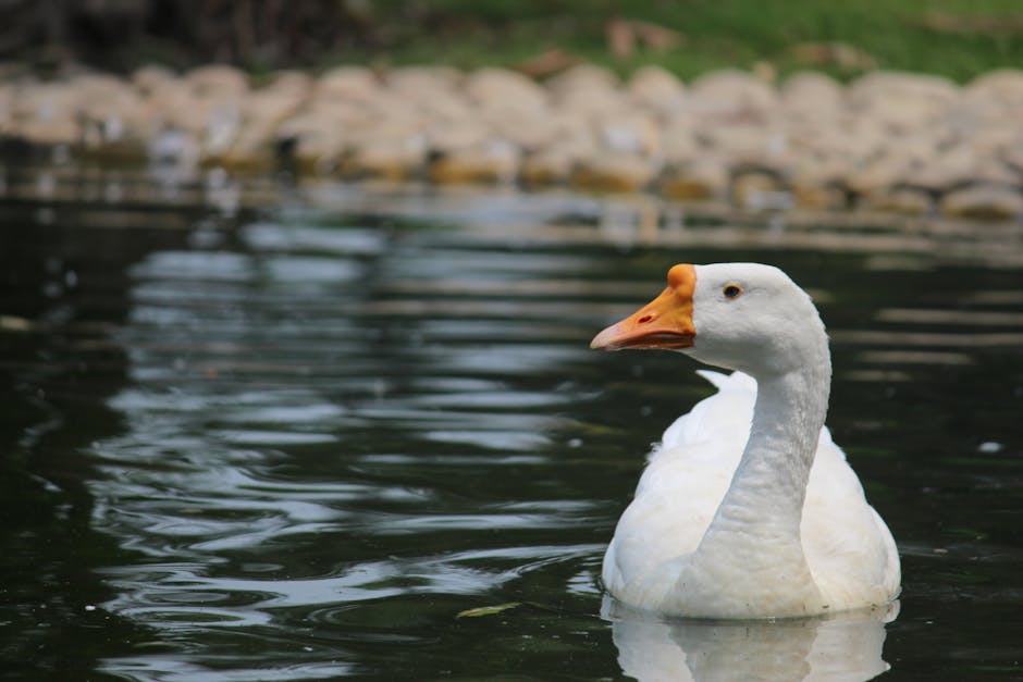 A white goose with an orange beak swims in a pond, with rocks and grass visible in the background.