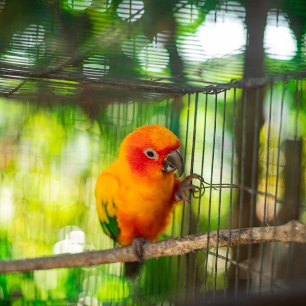 A brightly colored parrot with orange, yellow, and green feathers sits on a branch inside a wire cage with greenery in the background.