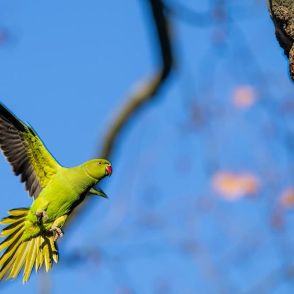 A green parrot with outstretched wings flies toward a tree trunk with a hole, against a blue sky background.