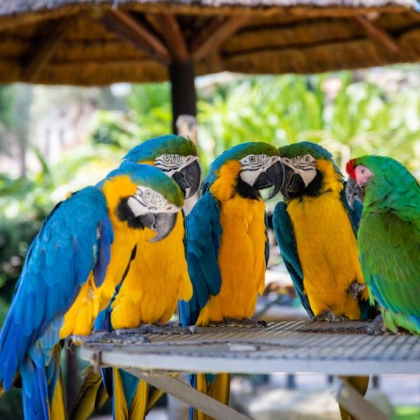 Five parrots—four blue-and-yellow macaws and one green parrot—are perched together on a metal platform outdoors under a thatched roof.