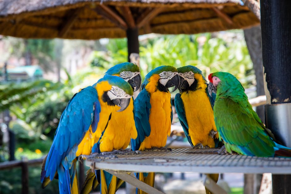 Five parrots—four blue-and-yellow macaws and one green parrot—are perched together on a metal platform outdoors under a thatched roof.
