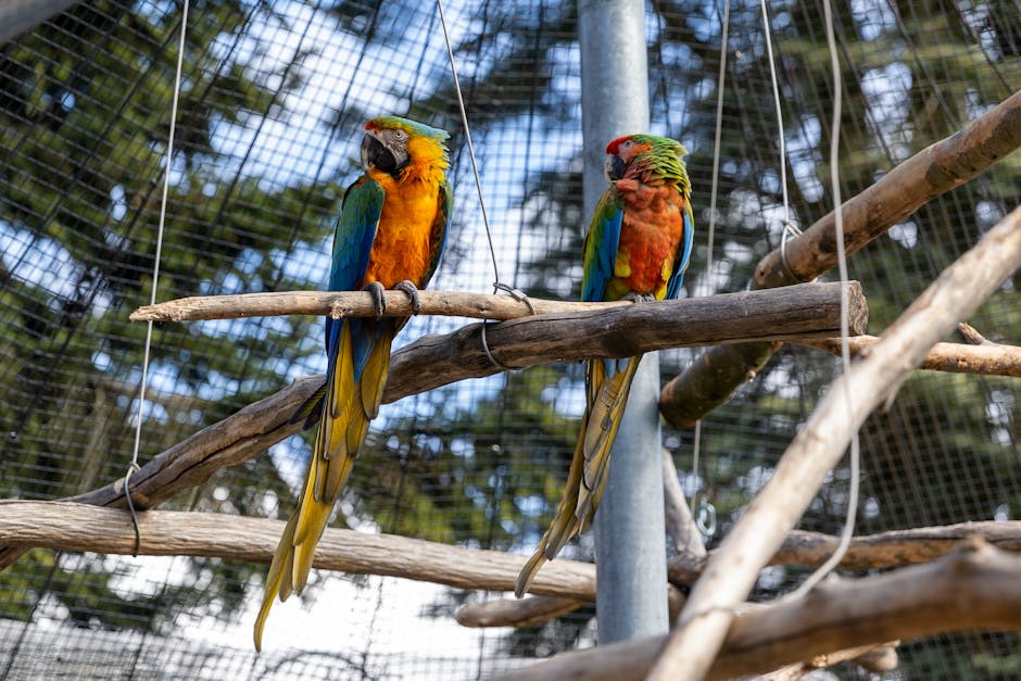 Two colorful parrots are perched on wooden branches inside an outdoor aviary with a wire mesh enclosure and trees visible in the background.