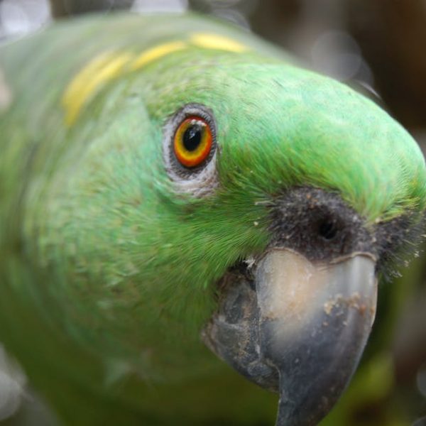 Close-up of a green parrot with an orange eye and a black beak, facing the camera with a blurred natural background.