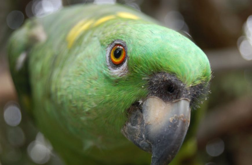 Close-up of a green parrot with an orange eye and a black beak, facing the camera with a blurred natural background.