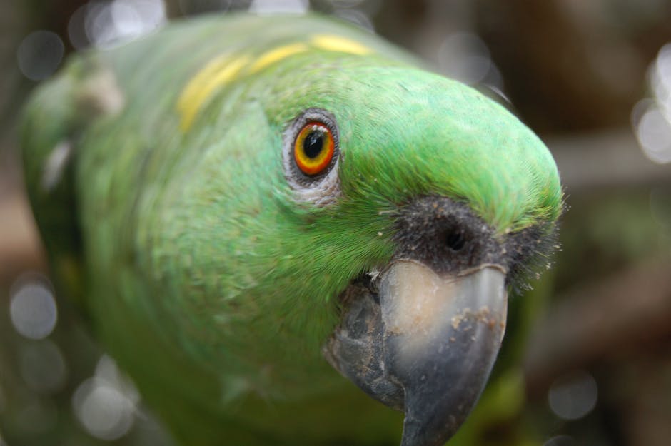 Close-up of a green parrot with an orange eye and a black beak, facing the camera with a blurred natural background.