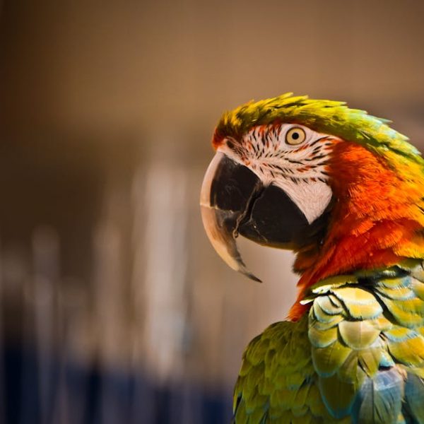 A close-up of a colorful parrot with green, orange, and yellow feathers against a blurred background.