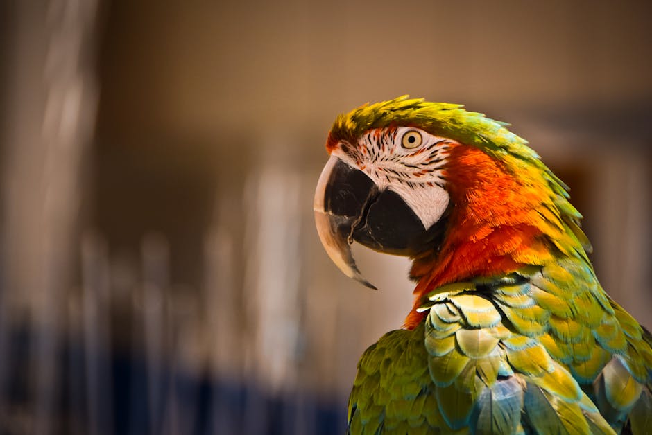 A close-up of a colorful parrot with green, orange, and yellow feathers against a blurred background.